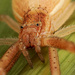 Spotted Monaeses Crab Spider - Photo (c) Wynand Uys, some rights reserved (CC BY), uploaded by Wynand Uys
