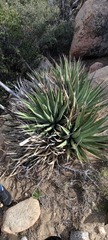 Agave pringlei