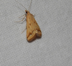 Achyra coelatalis