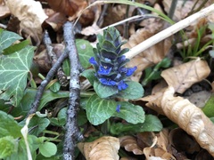 Ajuga genevensis