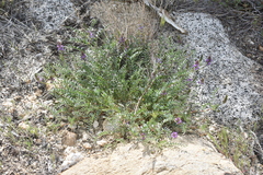 Astragalus palmeri