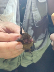 Myotis ruber