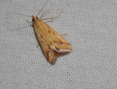 Achyra coelatalis