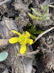 Ranunculus jovis