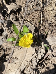 Ranunculus jovis
