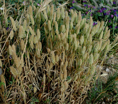 Phleum arenarium