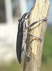 Lixus anguinus