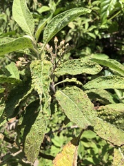 Eriophyes plucheae