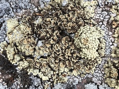 Rhizoplaca opiniconensis