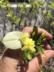 Pseudomussaenda flava