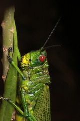 Phymateus viridipes