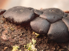 Exidia brunneola