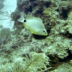 Hypoplectrus unicolor