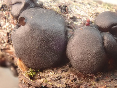 Exidia brunneola