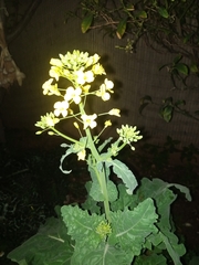 Angiospermae