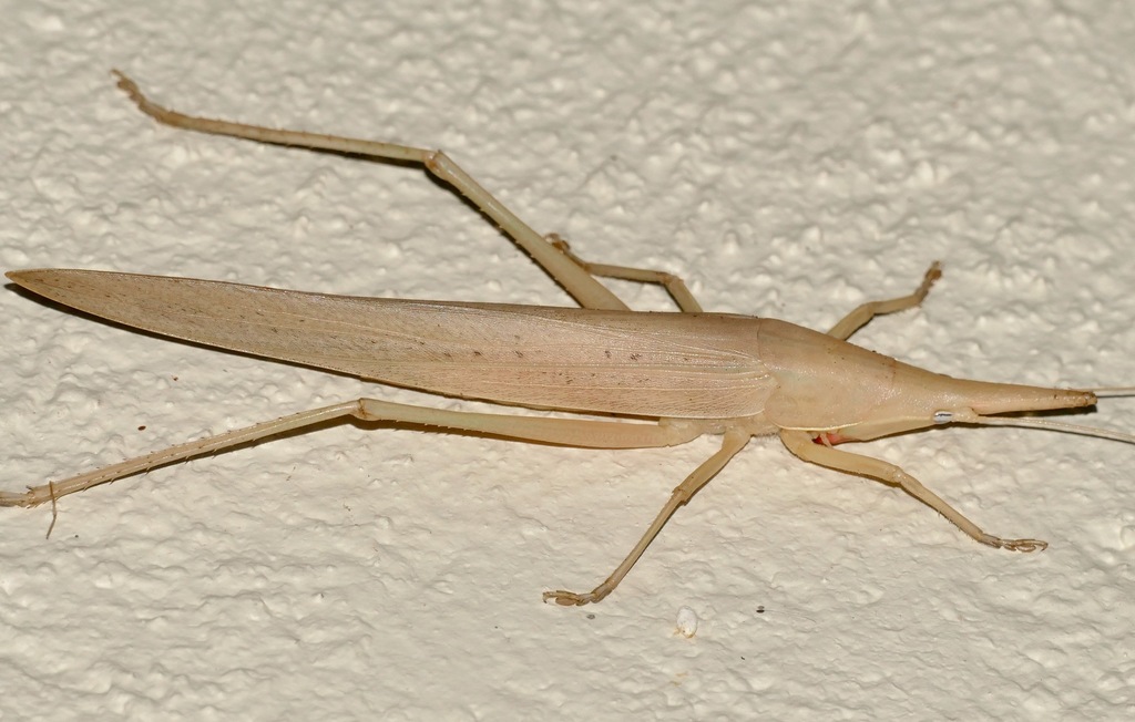 Spear Reed Katydid