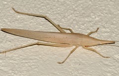 Pseudorhynchus hastifer