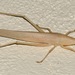 Spear Reed Katydid - Photo (c) Bernard DUPONT, some rights reserved (CC BY), uploaded by Bernard DUPONT