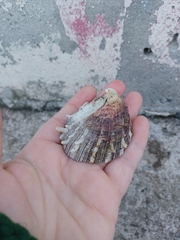 Bivalvia
