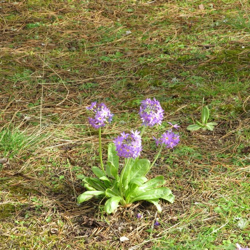 Primula denticulata, photograph 4
