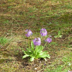 Primula denticulata, photograph R Clarke, CC BY, iNaturalist via GBIF