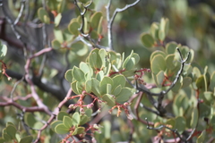 Arctostaphylos peninsularis