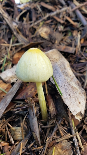 yellow fieldcap (Bolbitius titubans)
