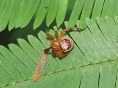 Ocrepeira covillei