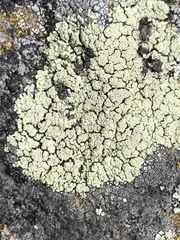 Rhizoplaca opiniconensis