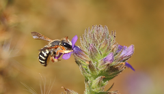 Anthidium chilense