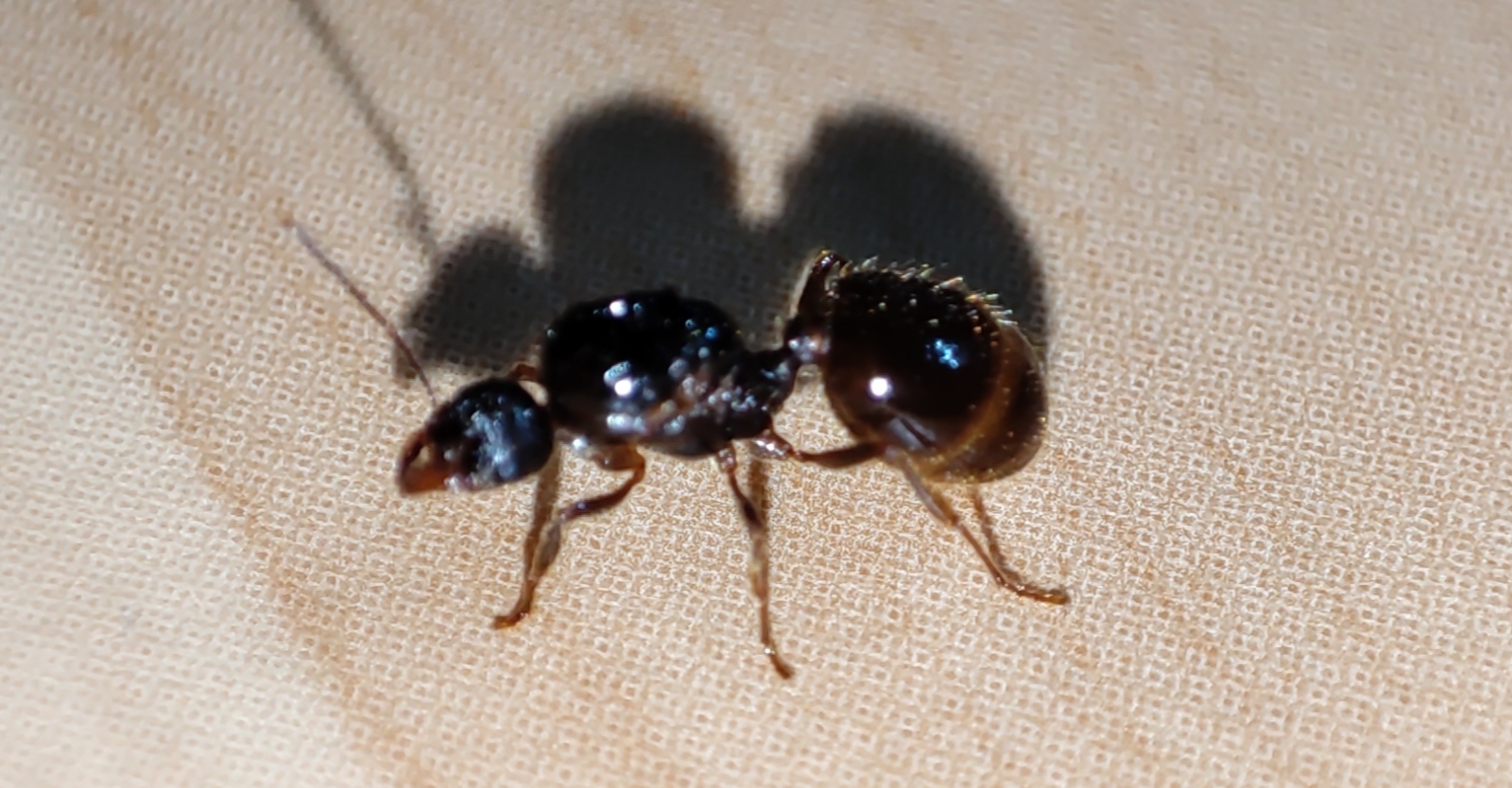 Aphaenogaster pallida