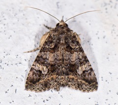 Elousa albicans