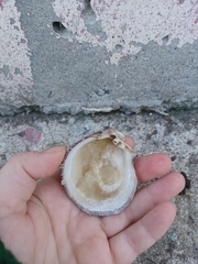Bivalvia