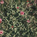 Trifolium beckwithii - Photo (c) 1995 Gary A. Monroe，保留部份權利CC BY-NC