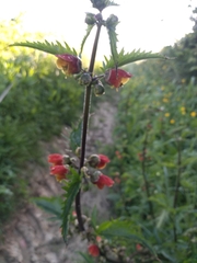 Scrophularia sambucifolia