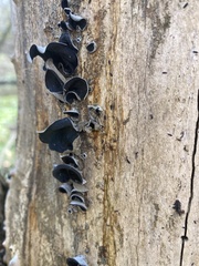 Auricularia