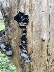 Auricularia
