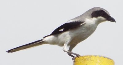 Lanius ludovicianus image