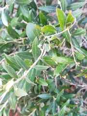 Olea europaea