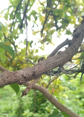 Aristelliger praesignis