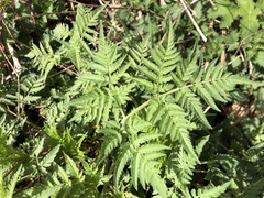 Chaerophyllum aureum