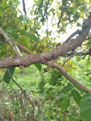 Aristelliger praesignis