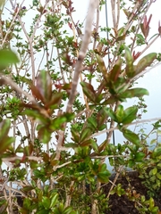 Punica granatum