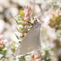 Lithostege duponcheli