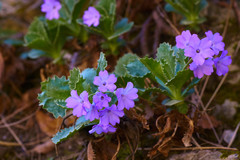 Primula hirsuta