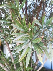 Nerium oleander