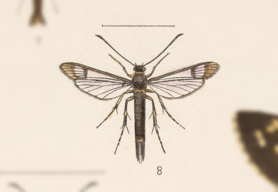 Carmenta pallene