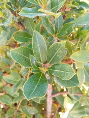 Arbutus unedo