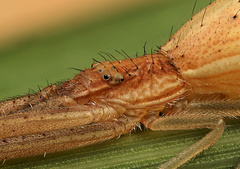 Monaeses paradoxus