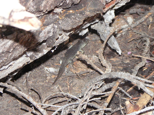 iNaturalist observation photo of Northern Alligator Lizard